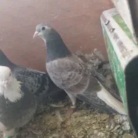 بدرنگ دمگیر