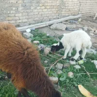 فروش میش وماده بره افشار