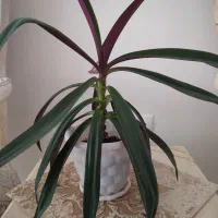 چند مدل گل آپارتمانی|گل و گیاه طبیعی|کرمانشاه, |دیوار