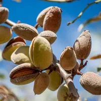 باغ بادام و انگور در افوس