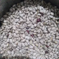 لوبیا چیتی خوش پخت