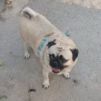 سگ پاگ|سگ|ورامین, خیر آباد|دیوار