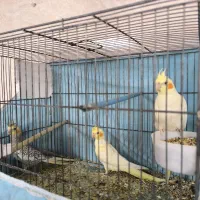 جوجه عروس هلندی|پرنده|زنجان, |دیوار