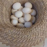 تخم مرغ گلین لری