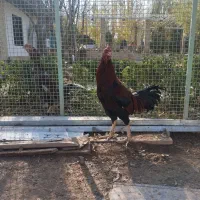 سلام دو عدد خروس لاری|حیوانات مزرعه|هشتگرد, تهران دشت|دیوار