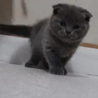 اسکاتیش بلو فولد|گربه|کرمان, |دیوار