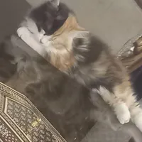 دوبچه گربه ۲ ماهه