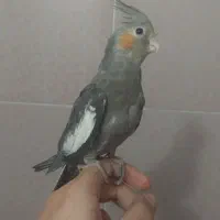 عروس هلندی (دو عدد)