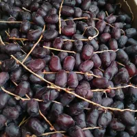 خارک