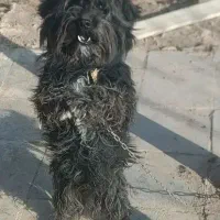 سگ پاپی نرمعاوضه ام دارم