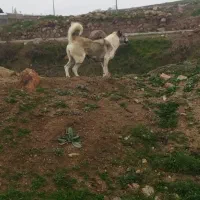 واگذاری سگ ماده