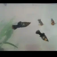 مولی پاندا|ماهی|سلماس, |دیوار