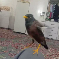 مینا سخن گو معاوضه با قناری