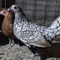 جوجه مرغ و خروس زینتی سیبرایت و ابریشمی و بلدرچین|حیوانات مزرعه|تهران, امام زاده حسن|دیوار