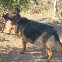 سگ ژرمن شپرد