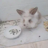 خرگوش پشمالو لوپ