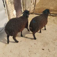 بره بره|حیوانات مزرعه|پیشوا, |دیوار