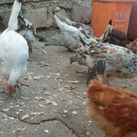 تیله محلی لنده