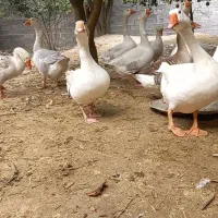 غازمحلی درشت