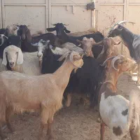 ۱۶تابز آبستن جوان جفتی ۱۴ملیون|حیوانات مزرعه|شیراز, احمدآباد|دیوار
