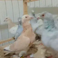 سار هفت رنگ