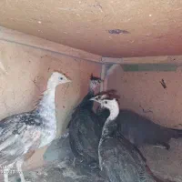 جوجه طاووس
