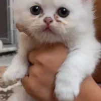 واگذاری گربه پرشین