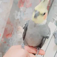 یک جفت طوطی عروس مولد|پرنده|قزوین, |دیوار