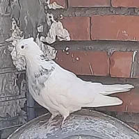 طوقی|پرنده|بم, |دیوار