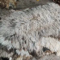 پوست میشی بزرگ دباغی شده