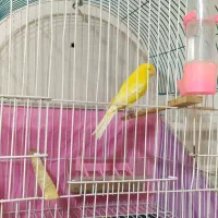 قناری نر و ماده /رد فکتور ، موزائیکی