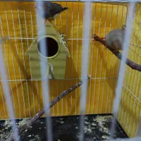 پرنده|پرنده|بردسکن, |دیوار