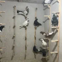 ده تا نر