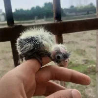 جوجه طوطی عروس