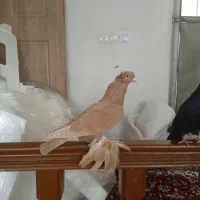 کبوتر ساری|پرنده|تبریز, |دیوار