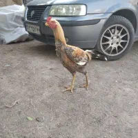 خروس. کفتر .بغلمون مکان باخرز