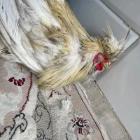 خروس سلطان زینتی|حیوانات مزرعه|قم, انصار‌الحسین|دیوار