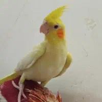 جوجه عروس هلندی|پرنده|ساوه, |دیوار