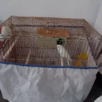 دو عدد مرغ عشق به فروش میرسد