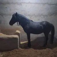 اسب پونی مخصوص کودکان|اسب و تجهیزات اسب‌سواری|اصفهان, کارخانه قند اصفهان|دیوار