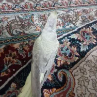 عروس هلندی|پرنده|خوانسار, |دیوار