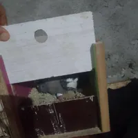 جوجه عروس هلندی  دوماهه و چهارماهه دانه خور|پرنده|زابل, |دیوار