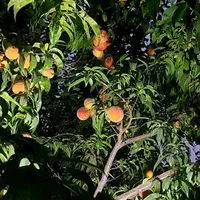 باغ ویلا کنجوان منشیان زردنجان کاروانچی|فروش خانه و ویلا|اصفهان, براآن شمالی|دیوار