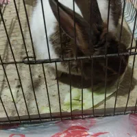 خرگوش در تاکستان|موش و خرگوش|تاکستان, |دیوار