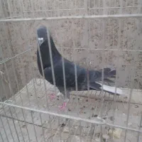 کبوتر نر دمگیر|پرنده|خمینی‌شهر, |دیوار