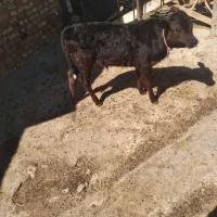 گاو اول شکم خودمونی با گوساله سیمتال