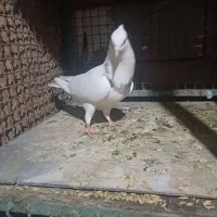 طوقی|پرنده|مسجد سلیمان, |دیوار