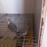 عروس هلندی|پرنده|خانمیرزا, |دیوار