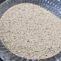 بذر گیاه عطاری هلندی|گل و گیاه طبیعی|کرمانشاه, |دیوار