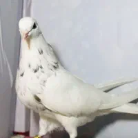 کبوتر طوقی|پرنده|سوسنگرد, |دیوار